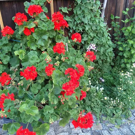 Rundblick Im Elbsandsteingebirge Bei Bad Schandau Rathmannsdorf