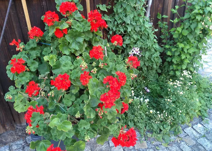 Rundblick Im Elbsandsteingebirge Bei Bad Schandau Rathmannsdorf
